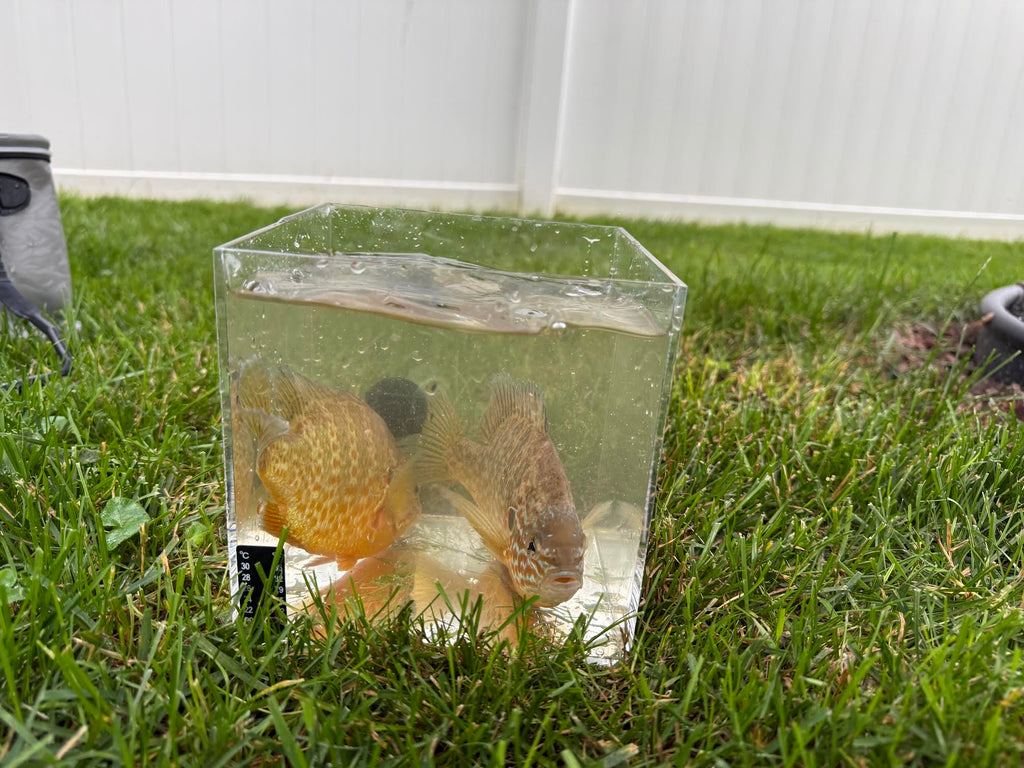 Live Pumpkinseed Sunfish (3 Pack) | 3–4 Inch Native Pond & Aquarium Fish