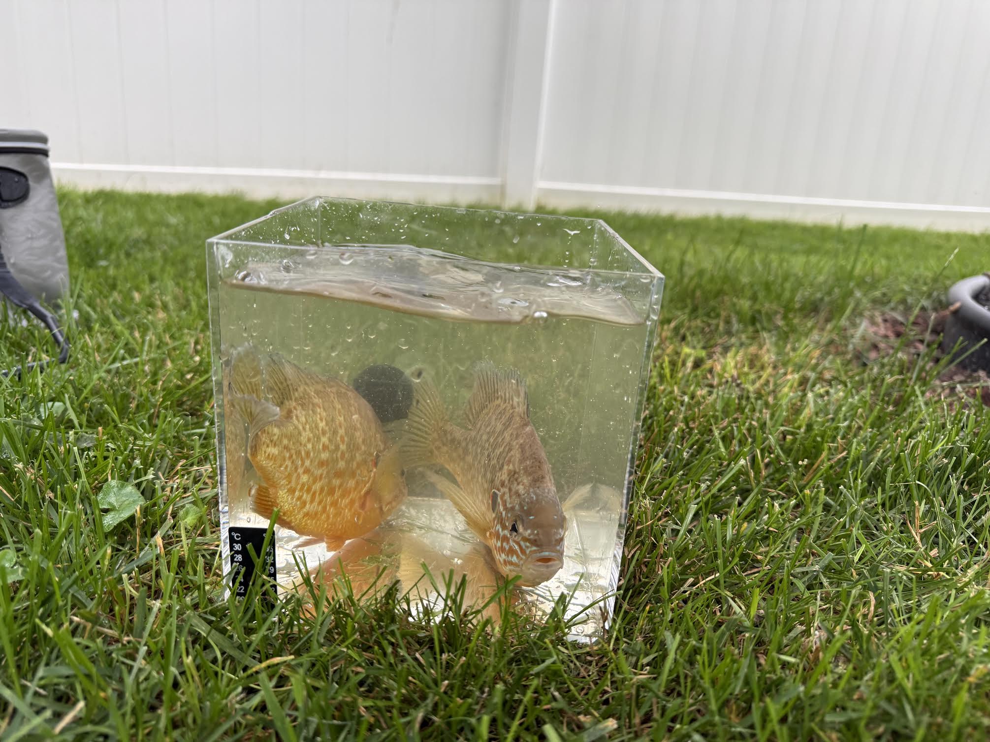 Live Pumpkinseed Sunfish (3 Pack) | 3–4 Inch Native Pond & Aquarium Fish