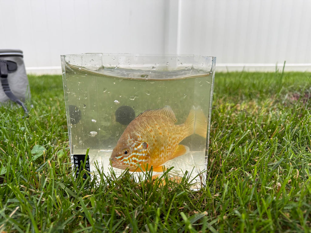 Live Pumpkinseed Sunfish (3 Pack) | 3–4 Inch Native Pond & Aquarium Fish