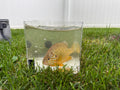Live Pumpkinseed Sunfish (3 Pack) | 3–4 Inch Native Pond & Aquarium Fish
