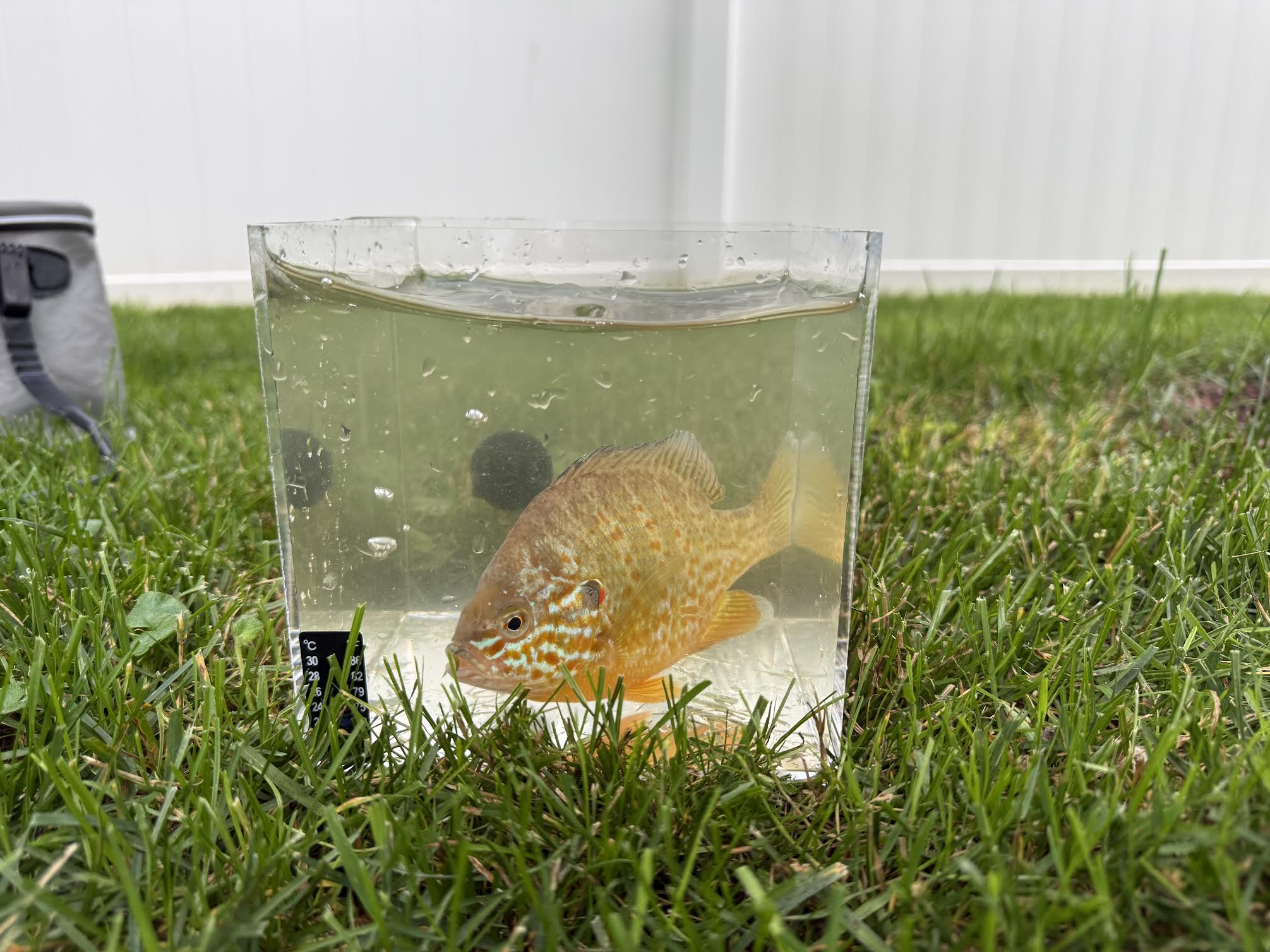 Live Pumpkinseed Sunfish (3 Pack) | 3–4 Inch Native Pond & Aquarium Fish