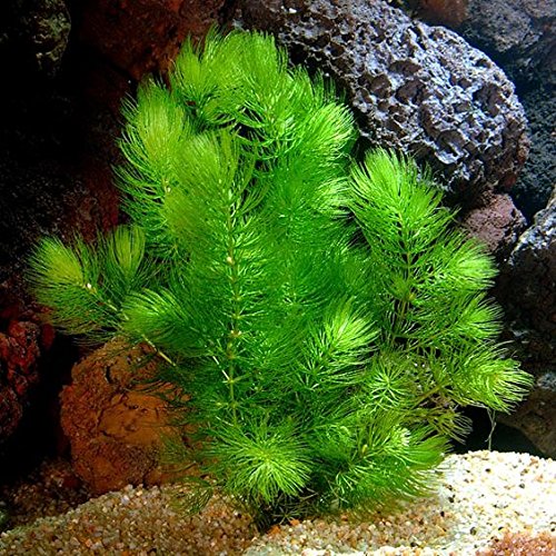 Indoor-Grown Hornwort