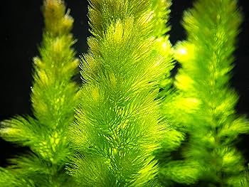 Indoor-Grown Hornwort