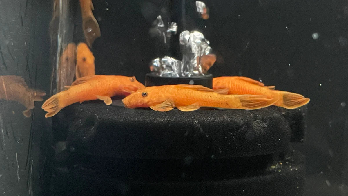 Super Red Bristlenose Pleco – Juvenile Live Freshwater Pleco