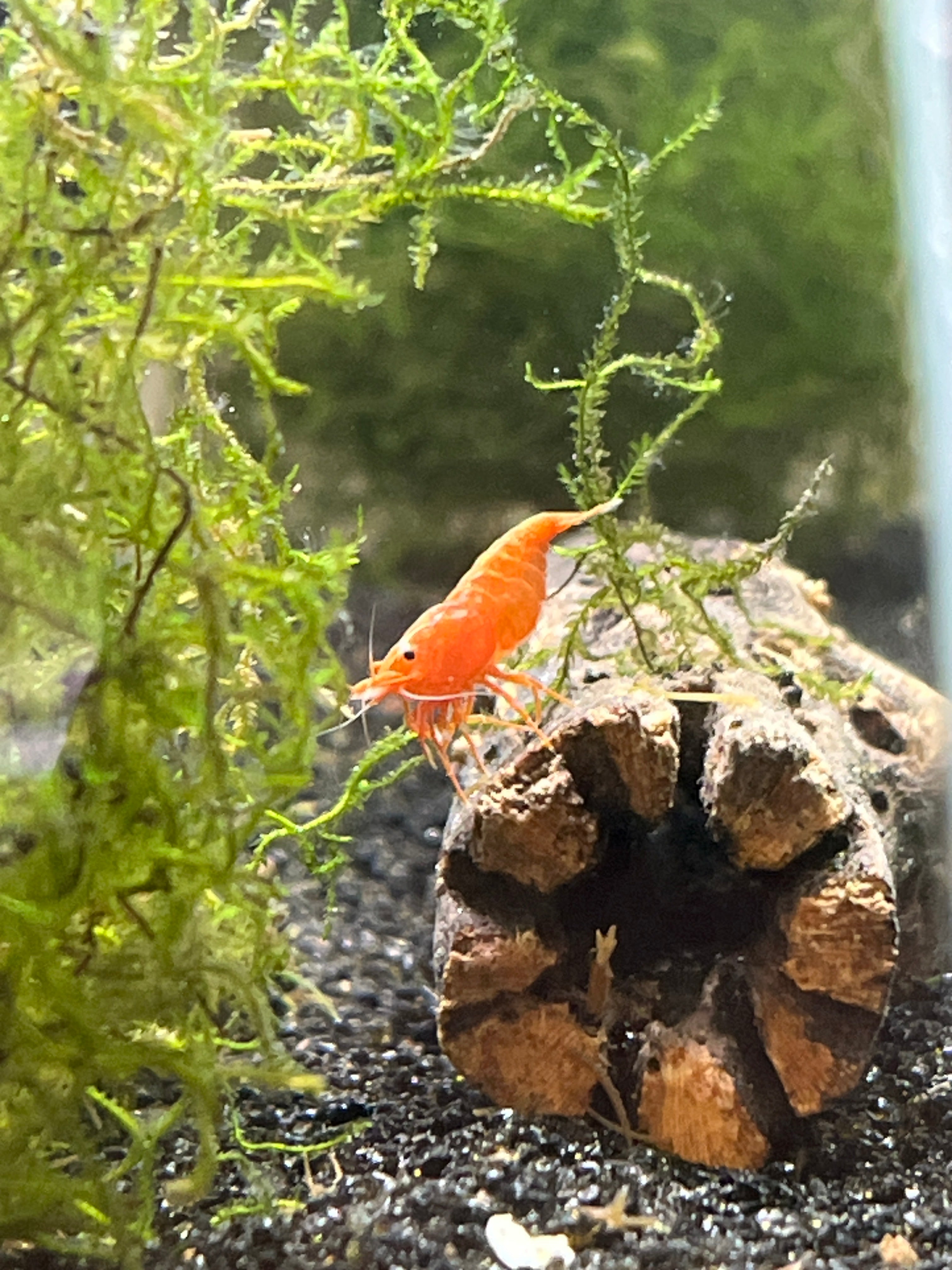 Live Orange Neocaridina Shrimp – Freshwater Aquarium Shrimp Colony Starter Pack (10)