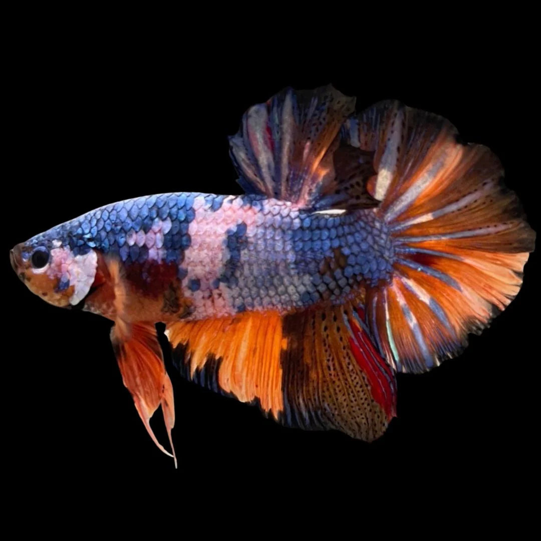 Koi Betta Fish