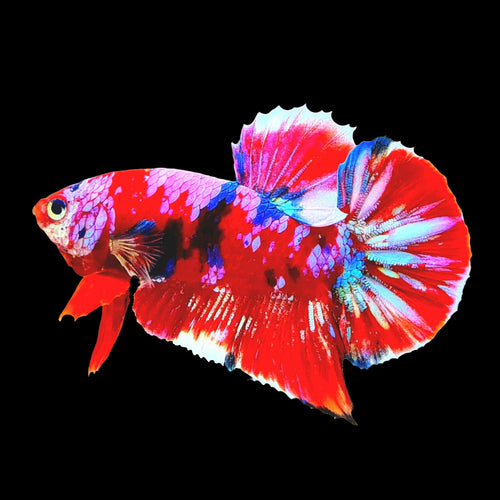Koi Betta Fish