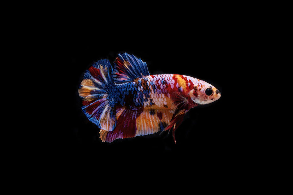 Koi Betta Fish