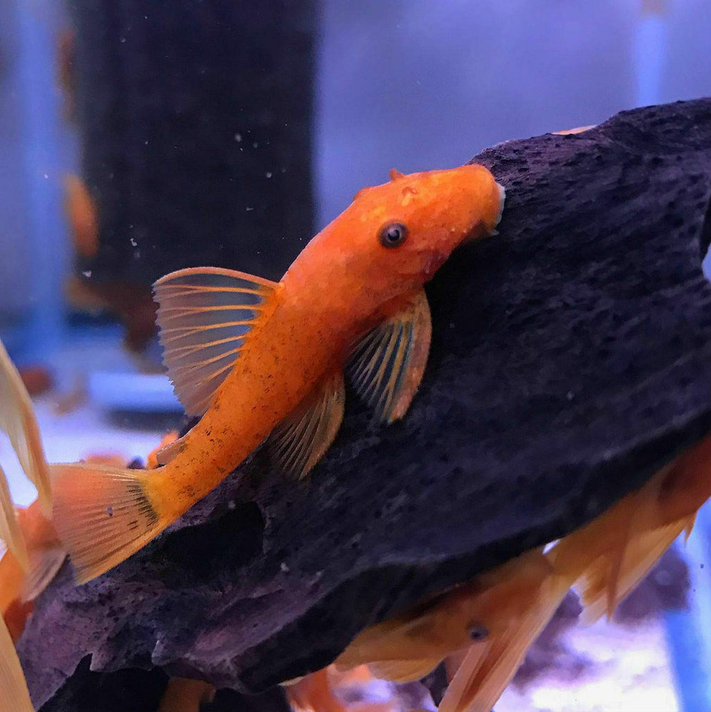 Super Red Bristlenose Pleco – Juvenile Live Freshwater Pleco