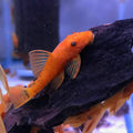 Super Red Bristlenose Pleco – Juvenile Live Freshwater Pleco