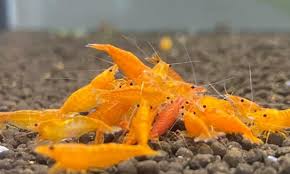 Live Orange Neocaridina Shrimp – Freshwater Aquarium Shrimp Colony Starter Pack (10)