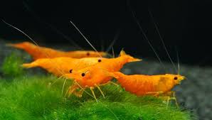 Live Orange Neocaridina Shrimp – Freshwater Aquarium Shrimp Colony Starter Pack (10)