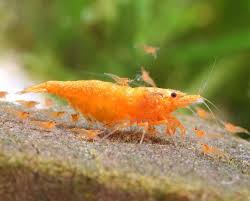 Live Orange Neocaridina Shrimp – Freshwater Aquarium Shrimp Colony Starter Pack (10)