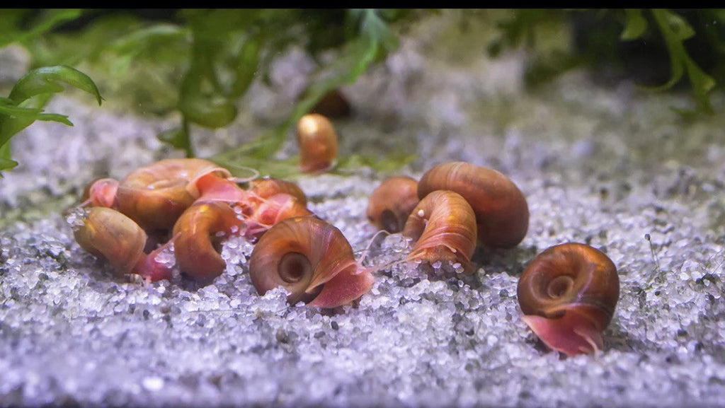 15 BLUE, PINK & RED Leopard Ramshorn Live Snails Freshwater Aquarium Pond Snail