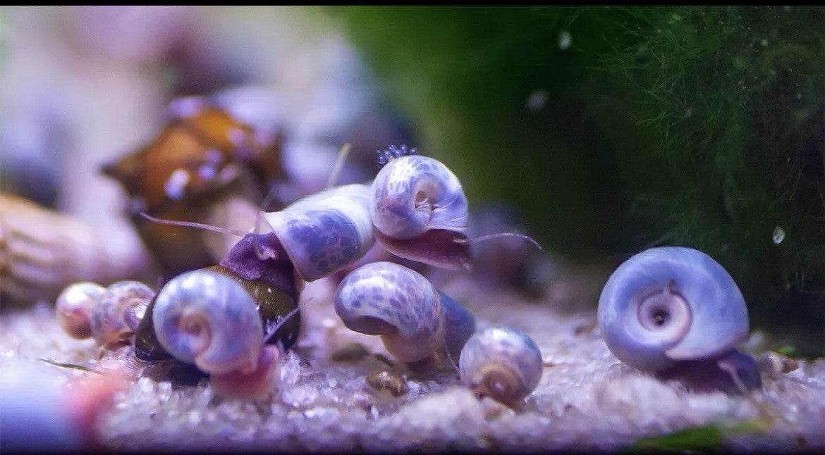 15 BLUE, PINK & RED Leopard Ramshorn Live Snails Freshwater Aquarium Pond Snail