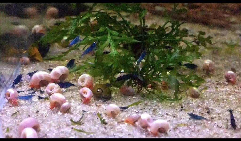 15 BLUE, PINK & RED Leopard Ramshorn Live Snails Freshwater Aquarium Pond Snail