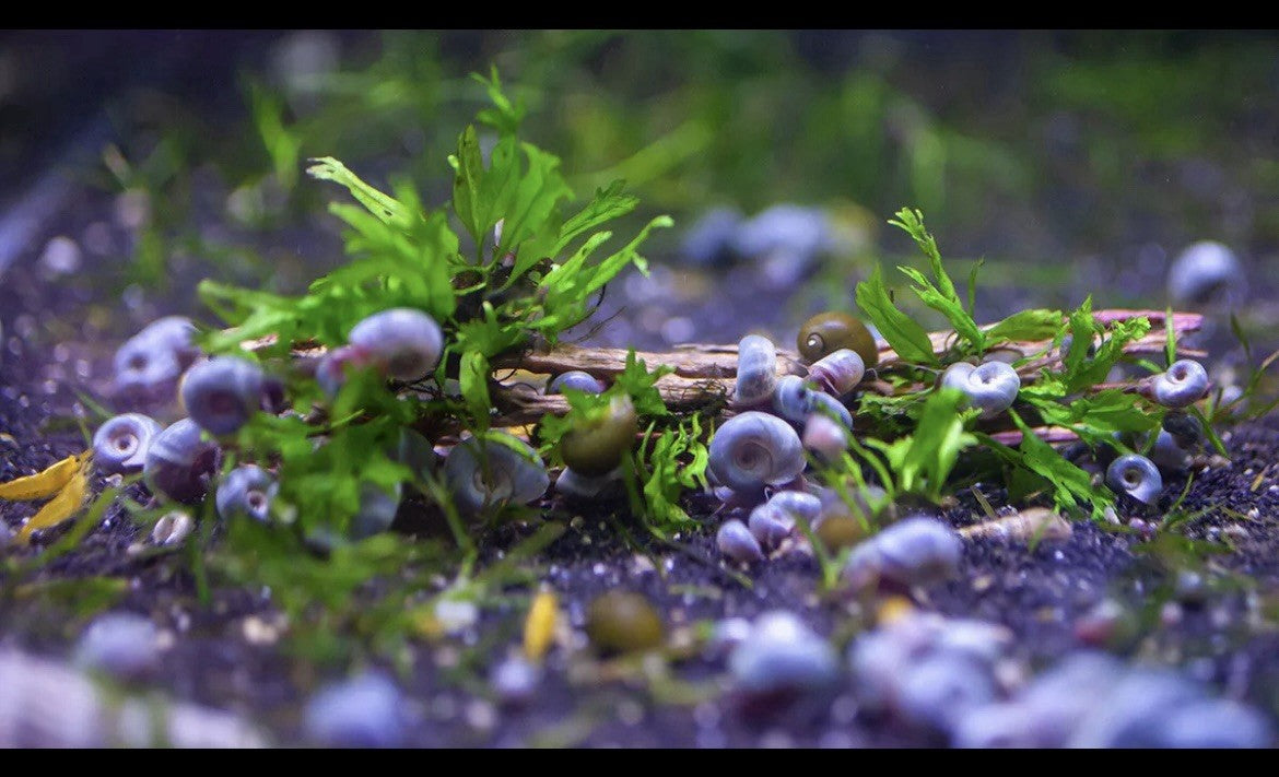 15 BLUE, PINK & RED Leopard Ramshorn Live Snails Freshwater Aquarium Pond Snail
