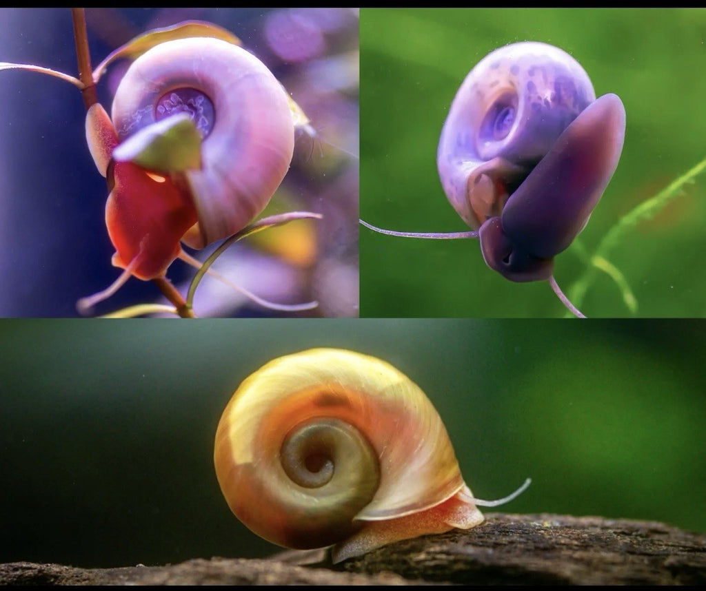 15 BLUE, PINK & RED Leopard Ramshorn Live Snails Freshwater Aquarium Pond Snail