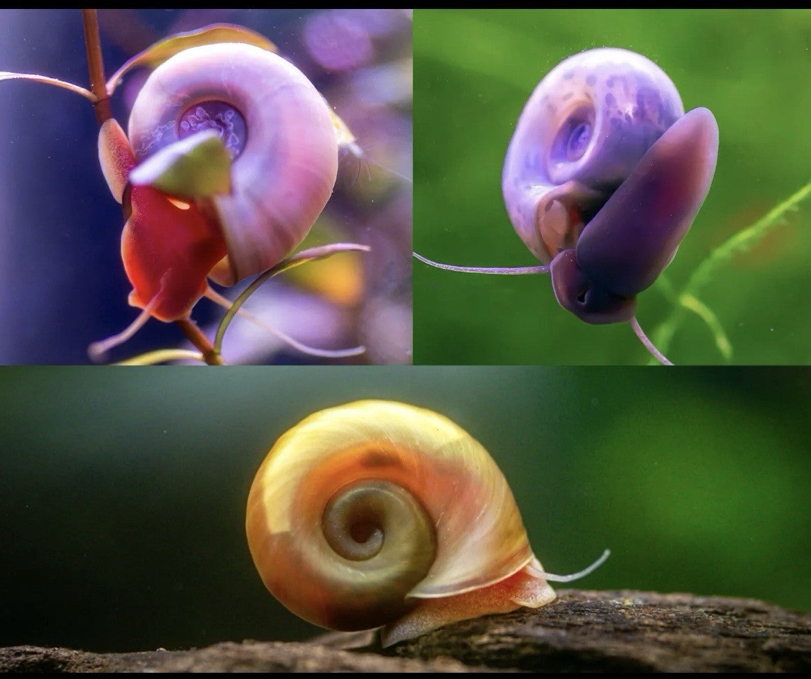 15 BLUE, PINK & RED Leopard Ramshorn Live Snails Freshwater Aquarium Pond Snail