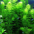 Indoor-Grown Hornwort