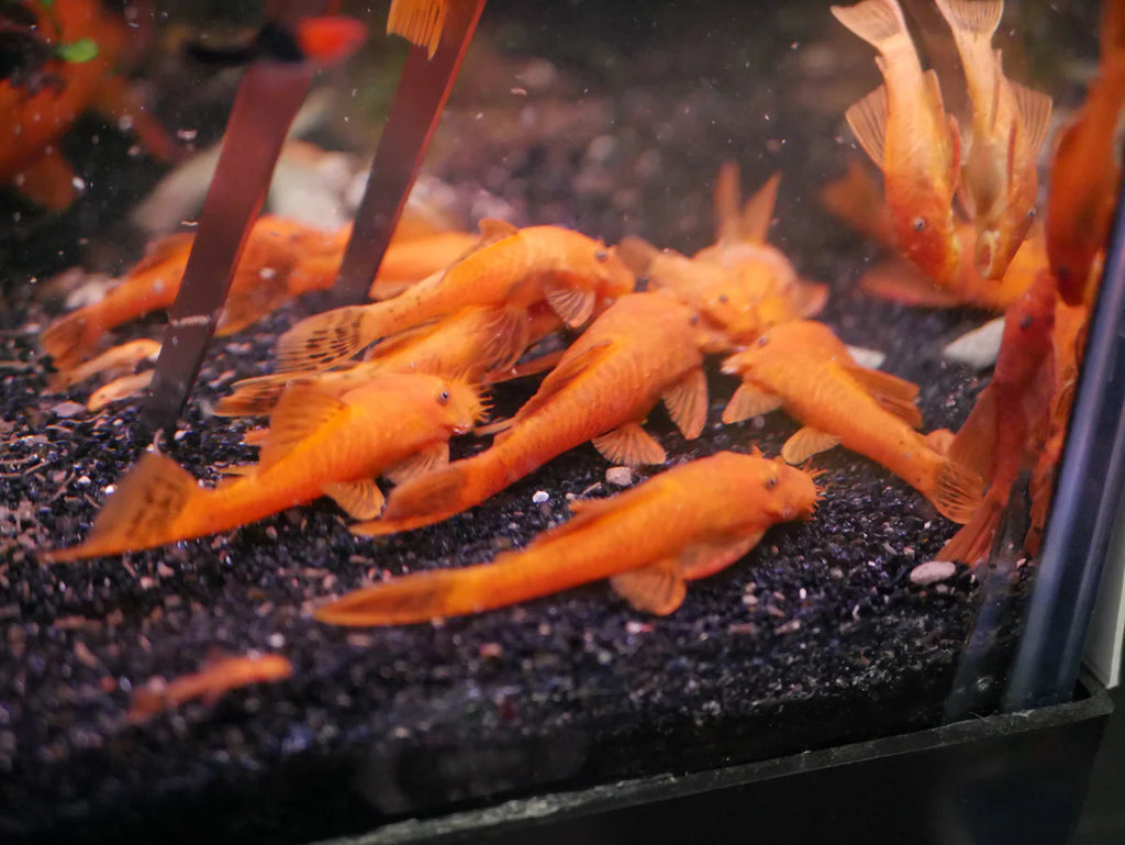 Super Red Bristlenose Pleco – Juvenile Live Freshwater Pleco