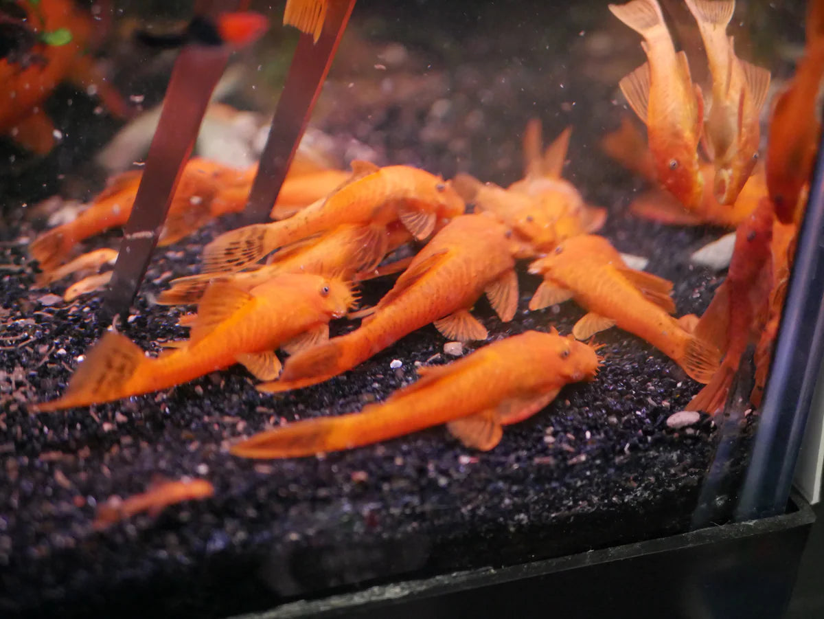 Super Red Bristlenose Pleco – Juvenile Live Freshwater Pleco